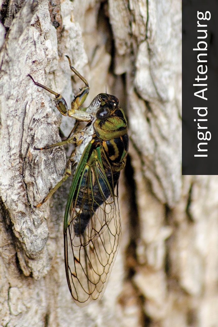 Cicada on tree