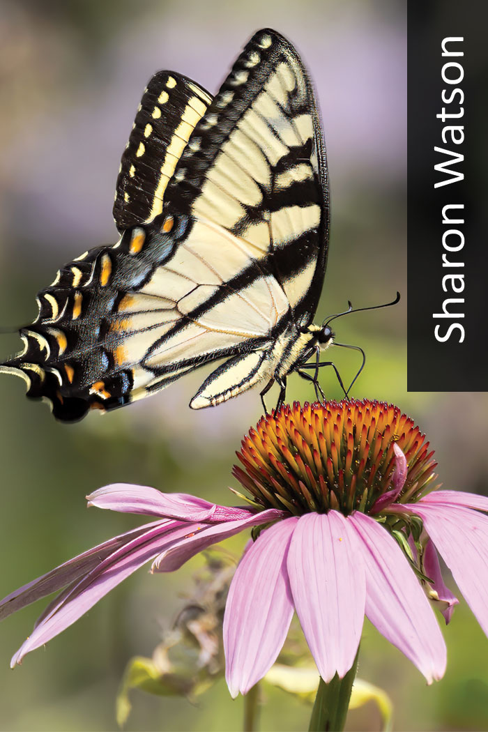 Eastern tiger swallowtail on purple coneflower