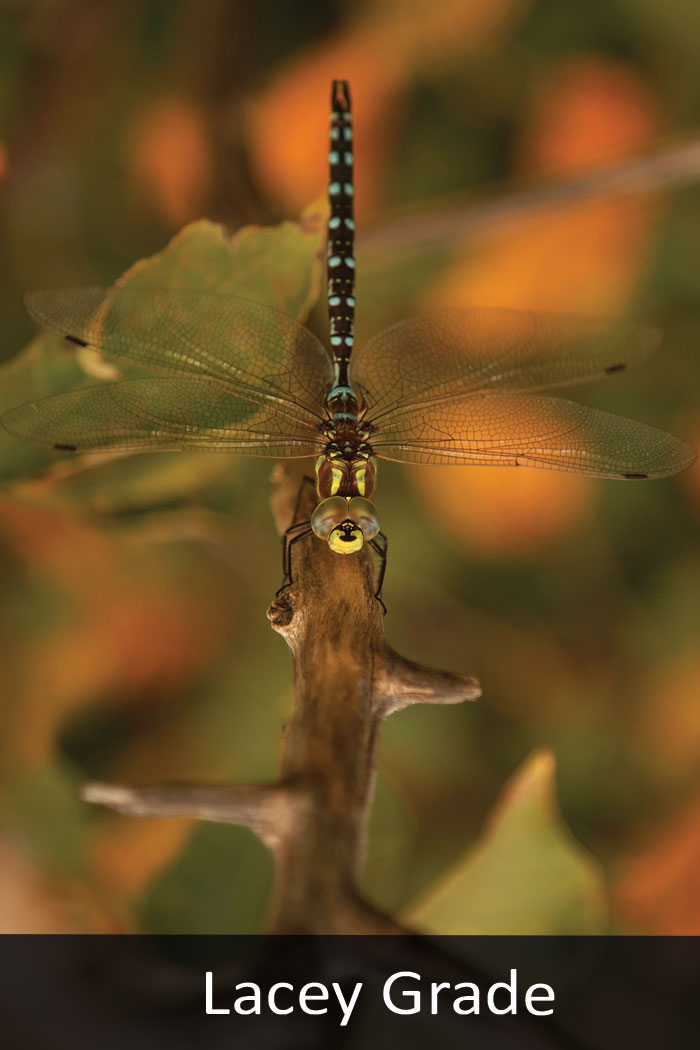 Subarctic darner dragonfly