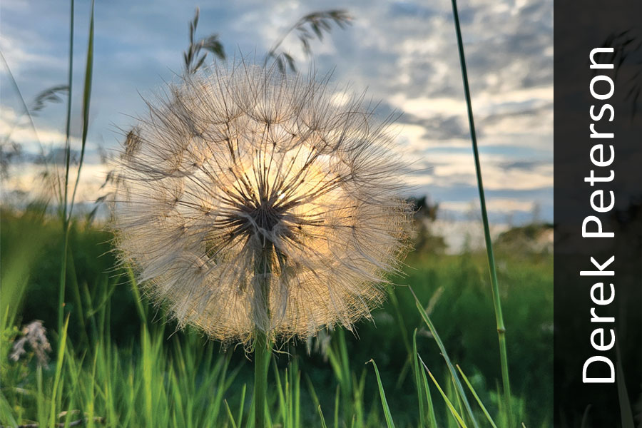 Goats beard