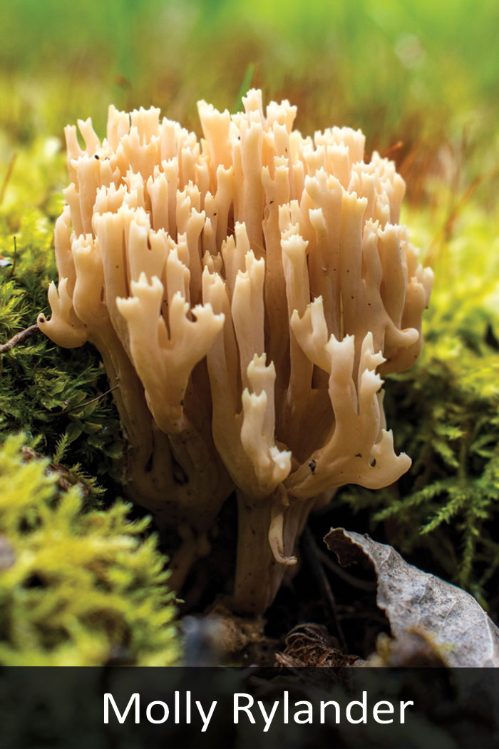 Coral fungus