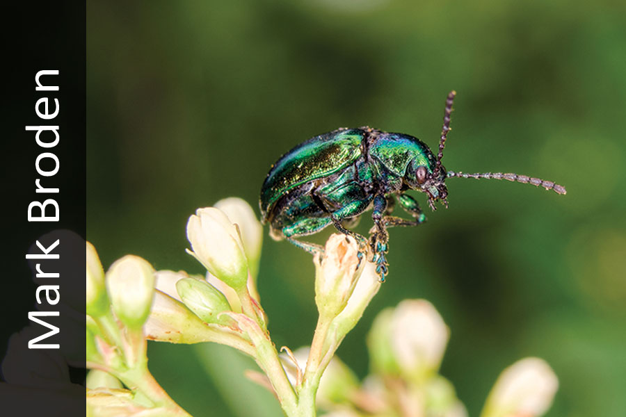 Dogbane beetle on white flower