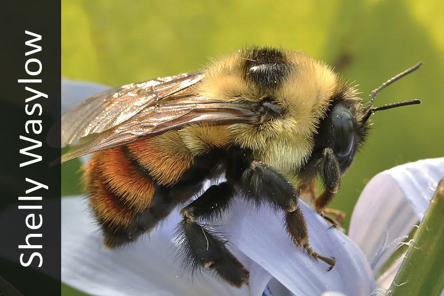 Brown belted bumblebee on white flower