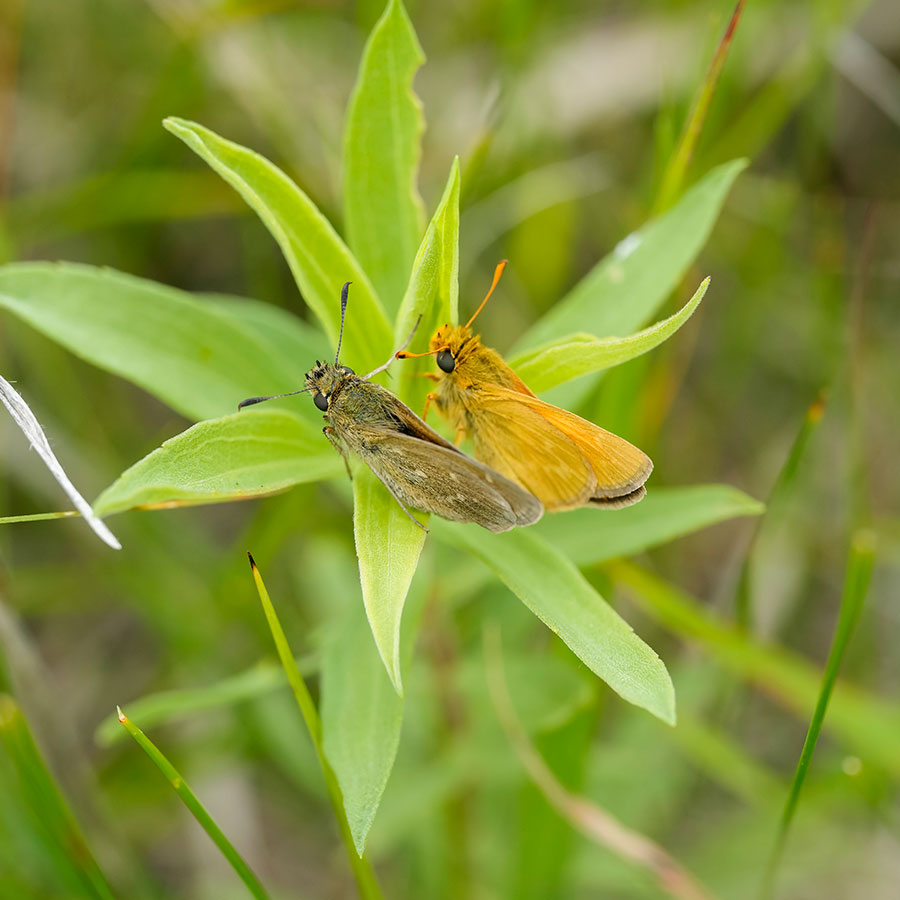 Male and female Dakota skippers