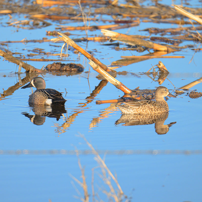 Blue-winged teal swimming in wetland