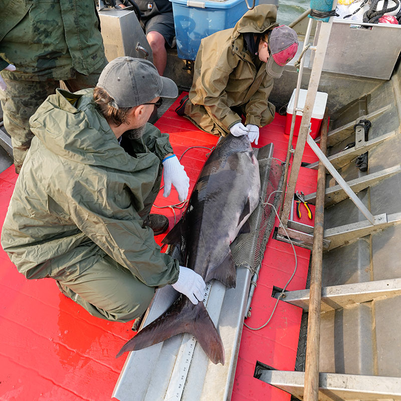 Biologist measuring a paddlefish