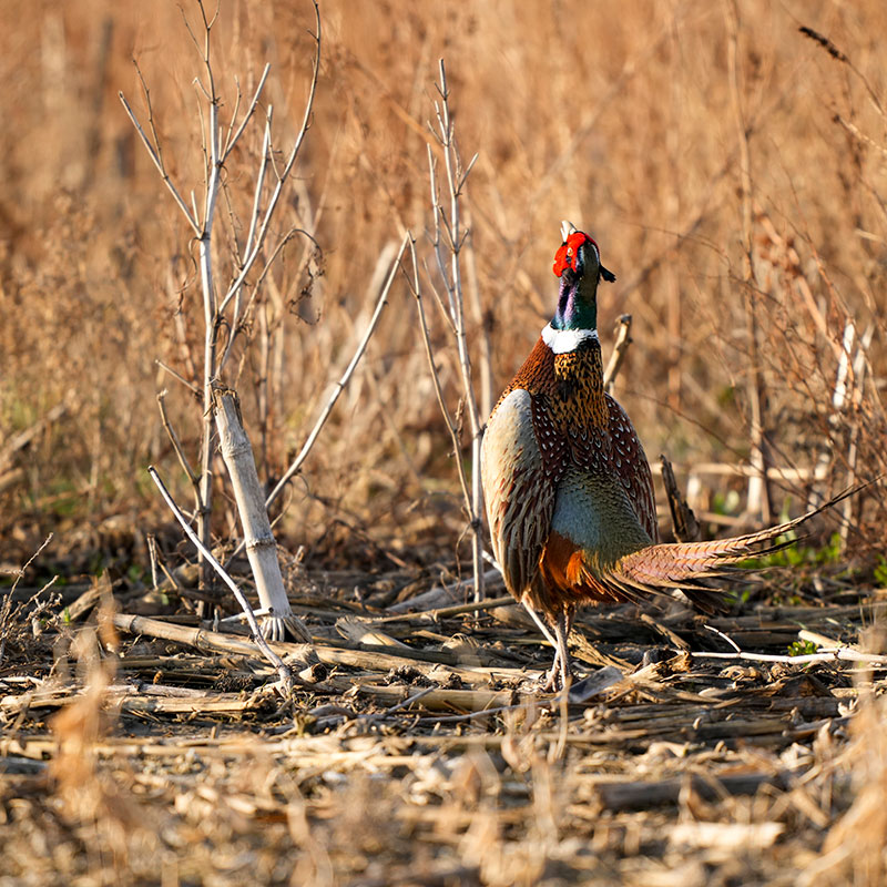 Rooster crowing
