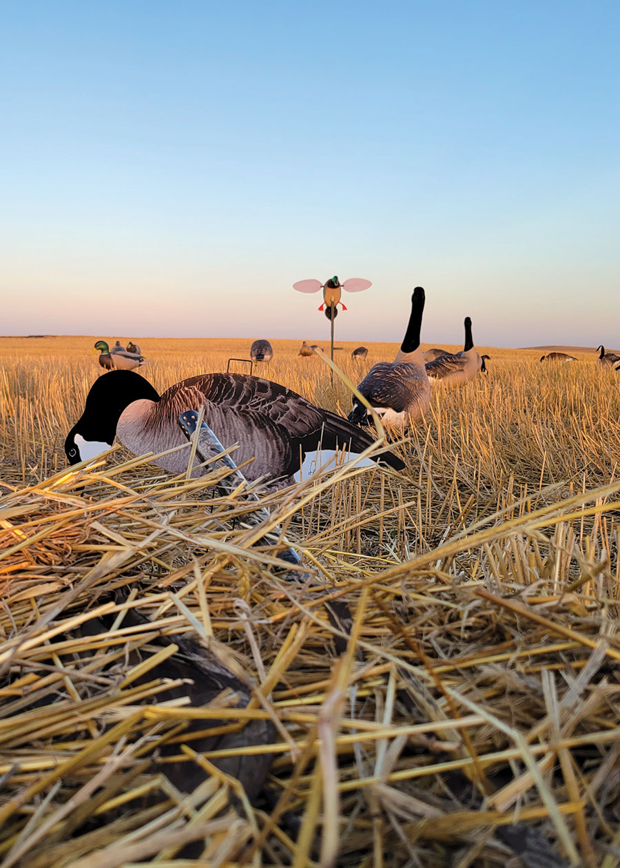 Waterfowl decoys in a field