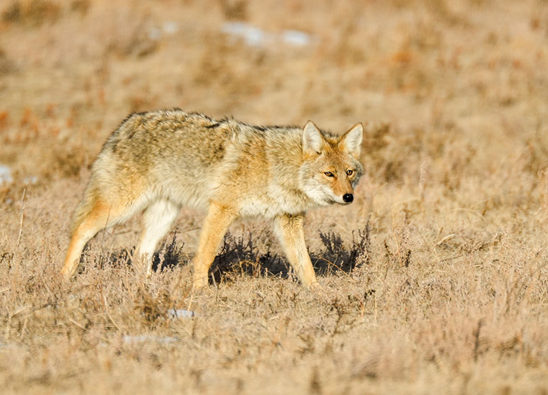 Coyote in teh badlands