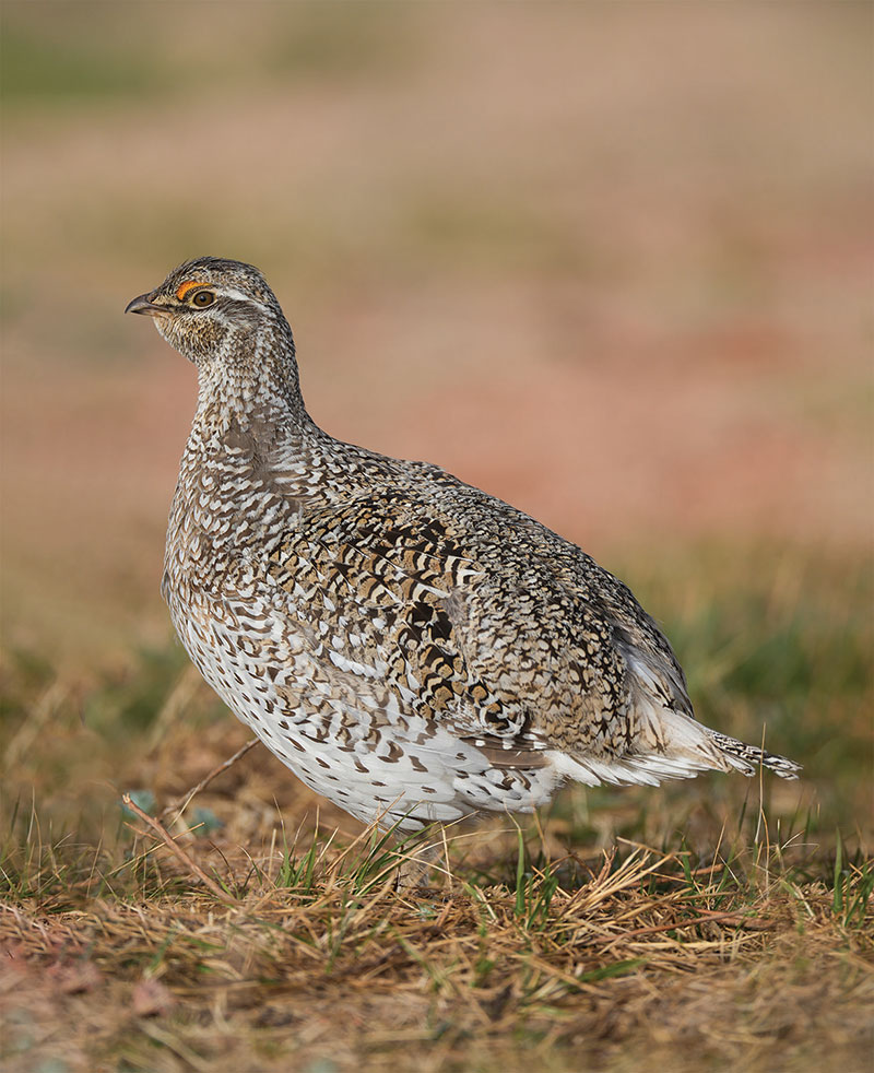 Sharptail