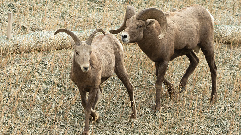 Ram following ewe