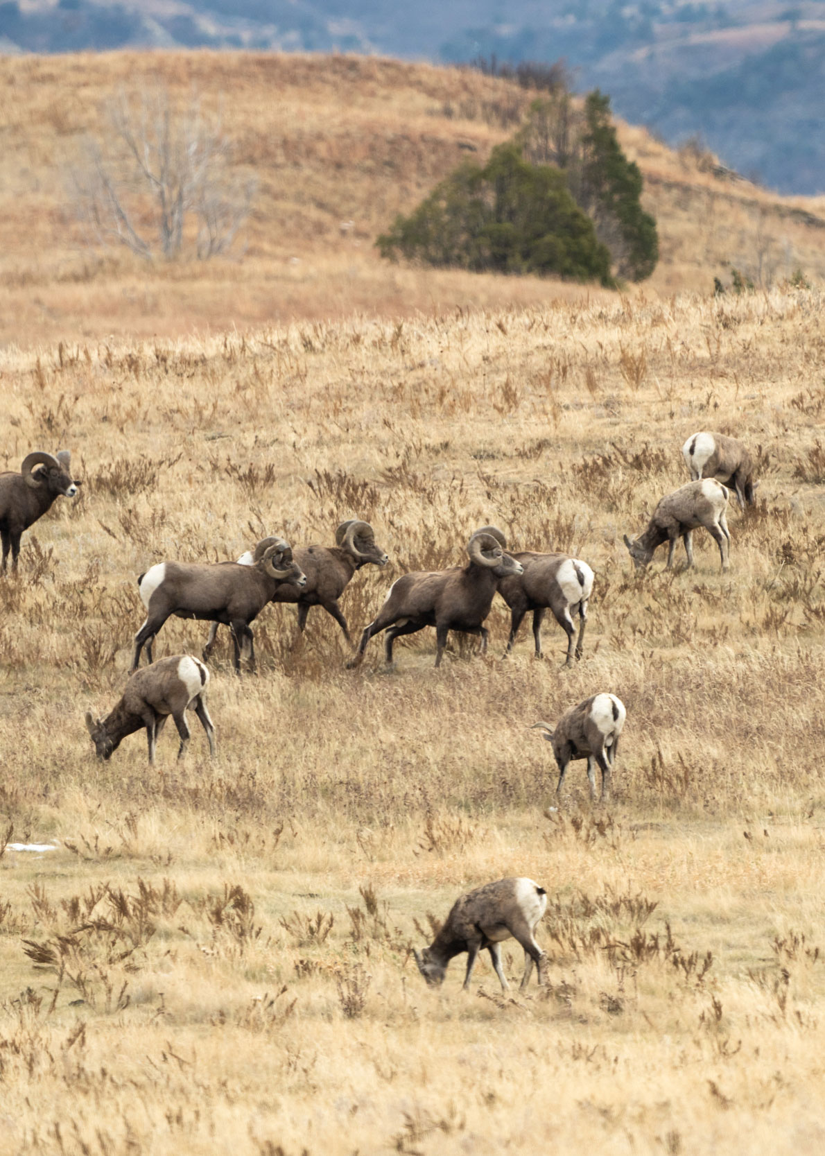 Herd of bighorn sheep in the fall