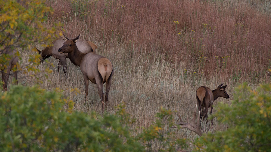 Elk in the badlands