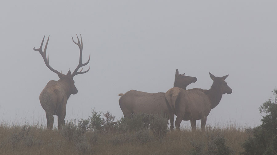 Bull elk near 2 cows