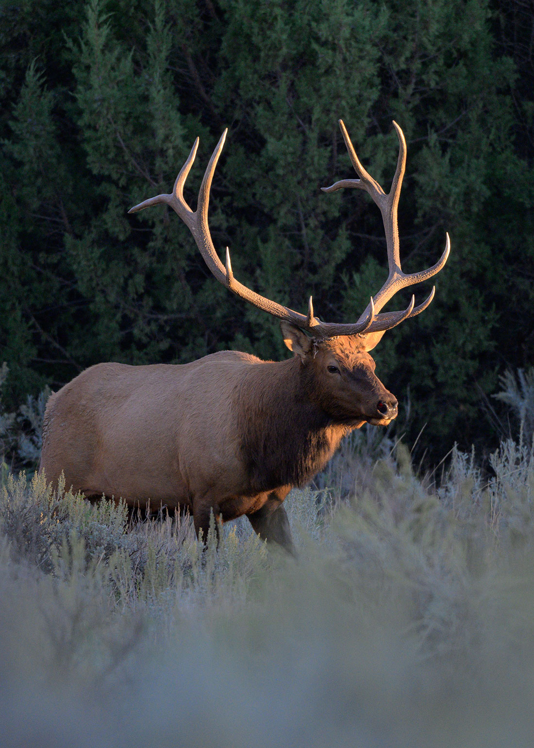 Bull elk