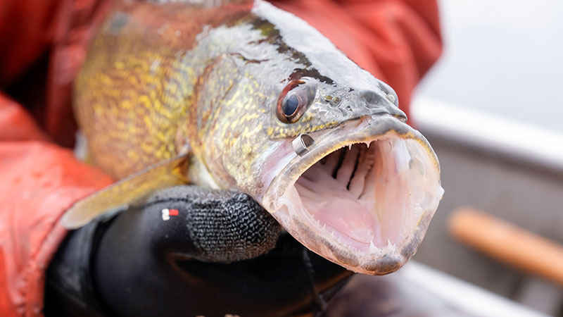 Tagged walleye held by biologist