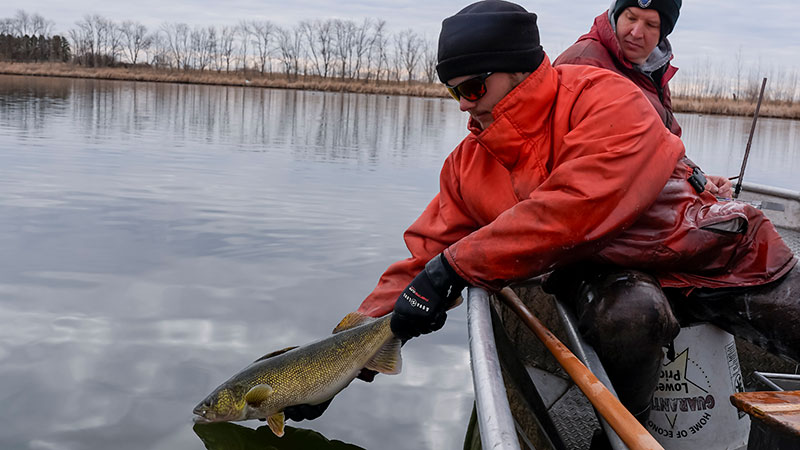 Walleye being released after being tagged