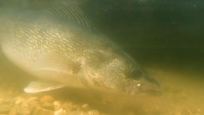 Tagged walleye underwater