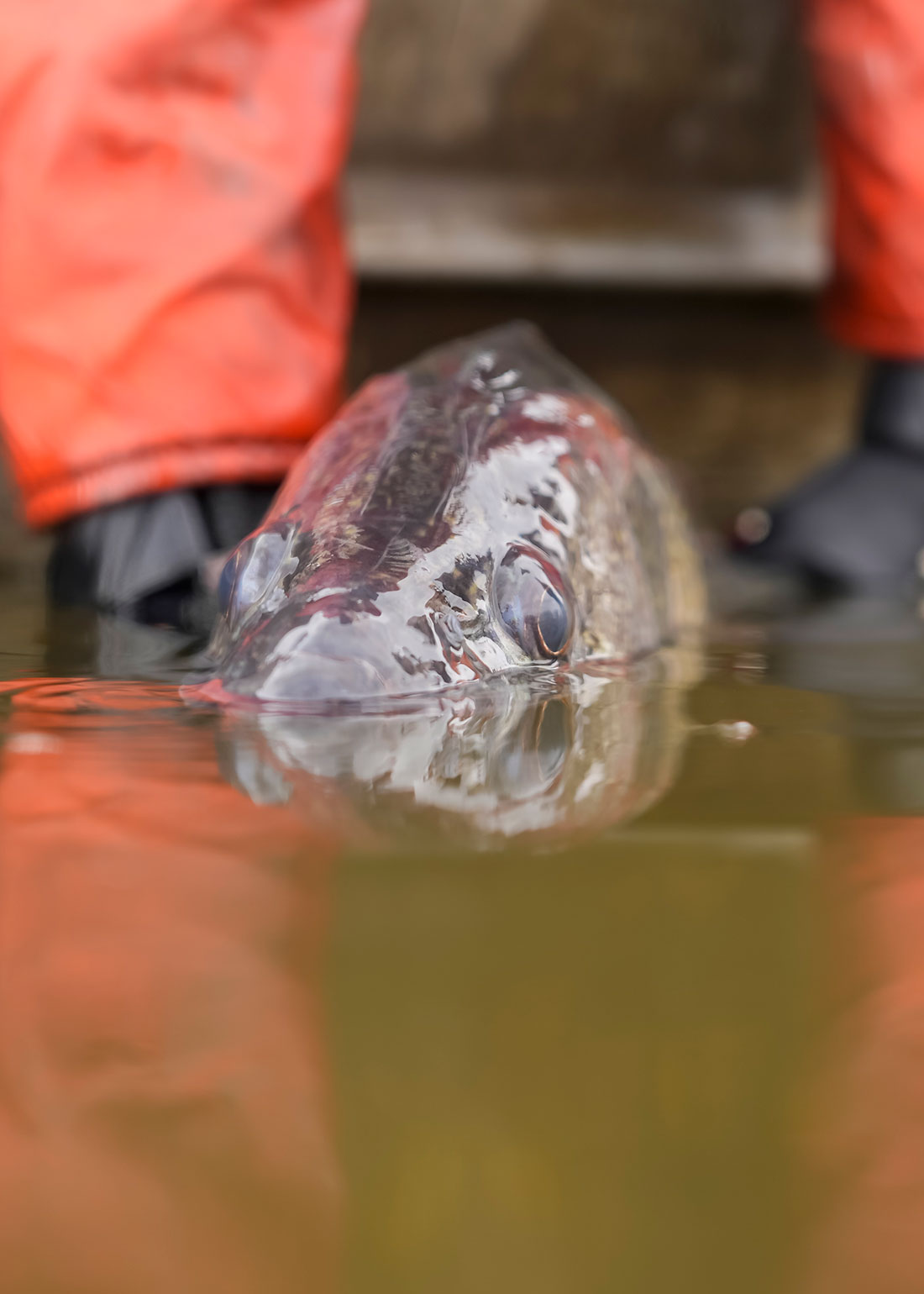 Walleye partially in water held by biologist