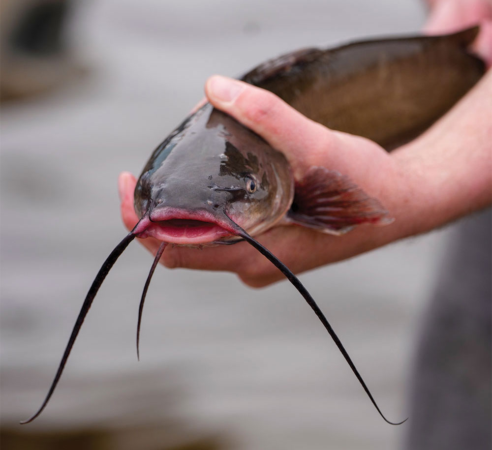 Channel catfish held by biologist