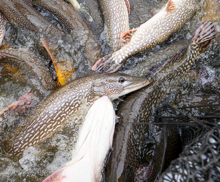Pike in a net