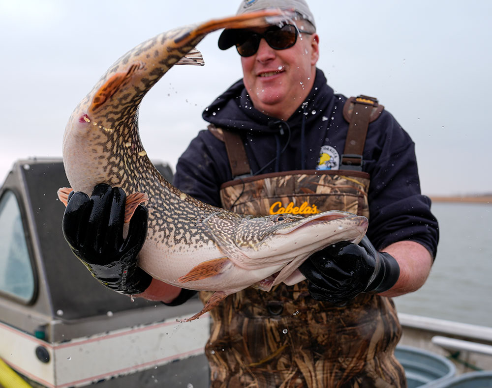 Pike held by biologist