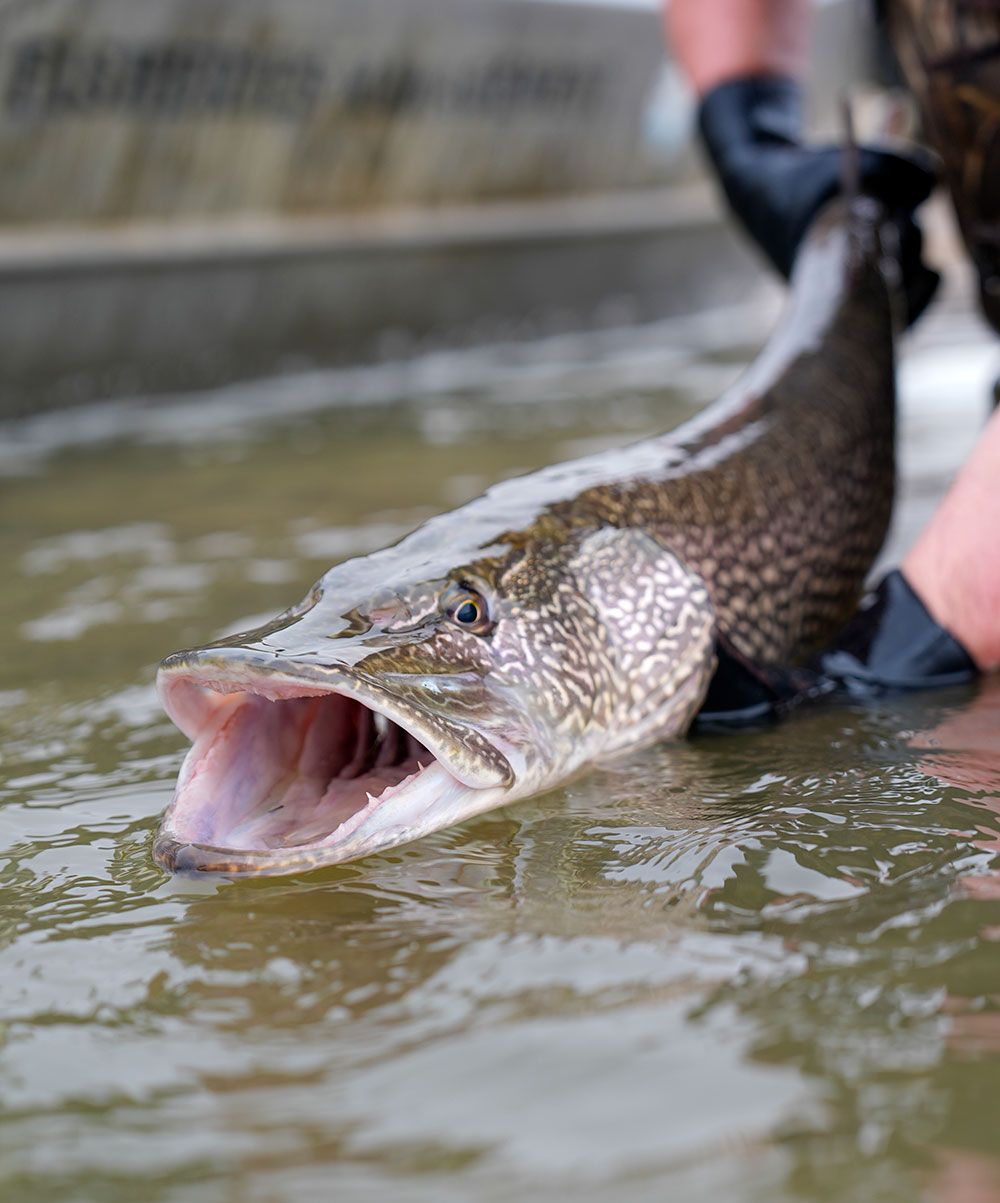 Pike in water being released by biologist