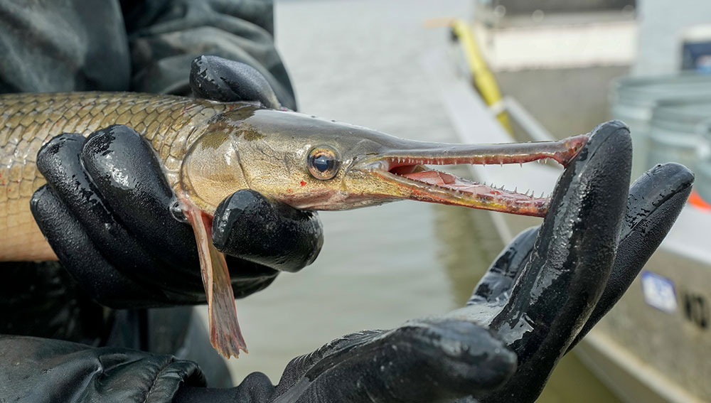 Shortnose gar with mouth held open by biologist showing its teeth