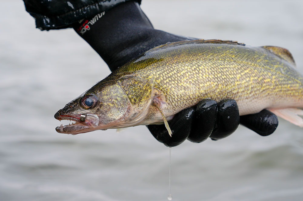 Tagged walleye