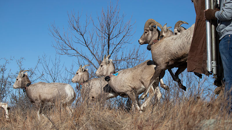 Bighorn sheep leaving a trailer into new territory