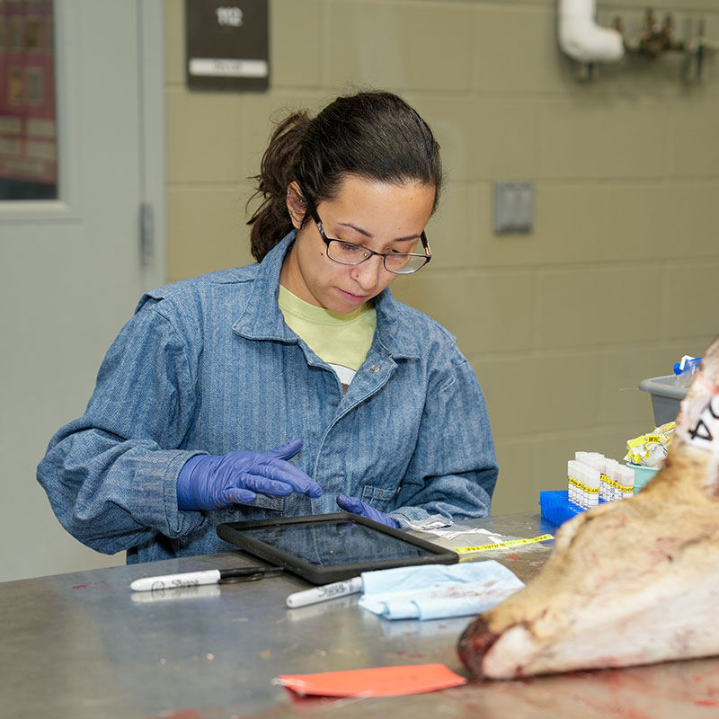 NDGF staff member packaging deer lymph node samples for testing
