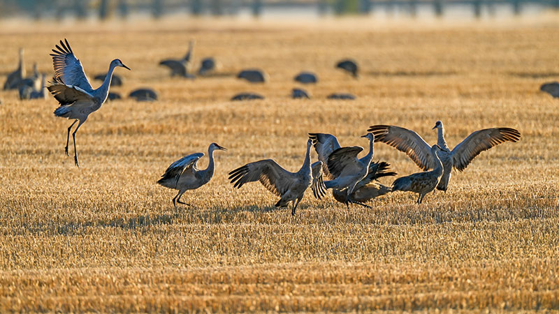 Sandhill cranes in a field dancing