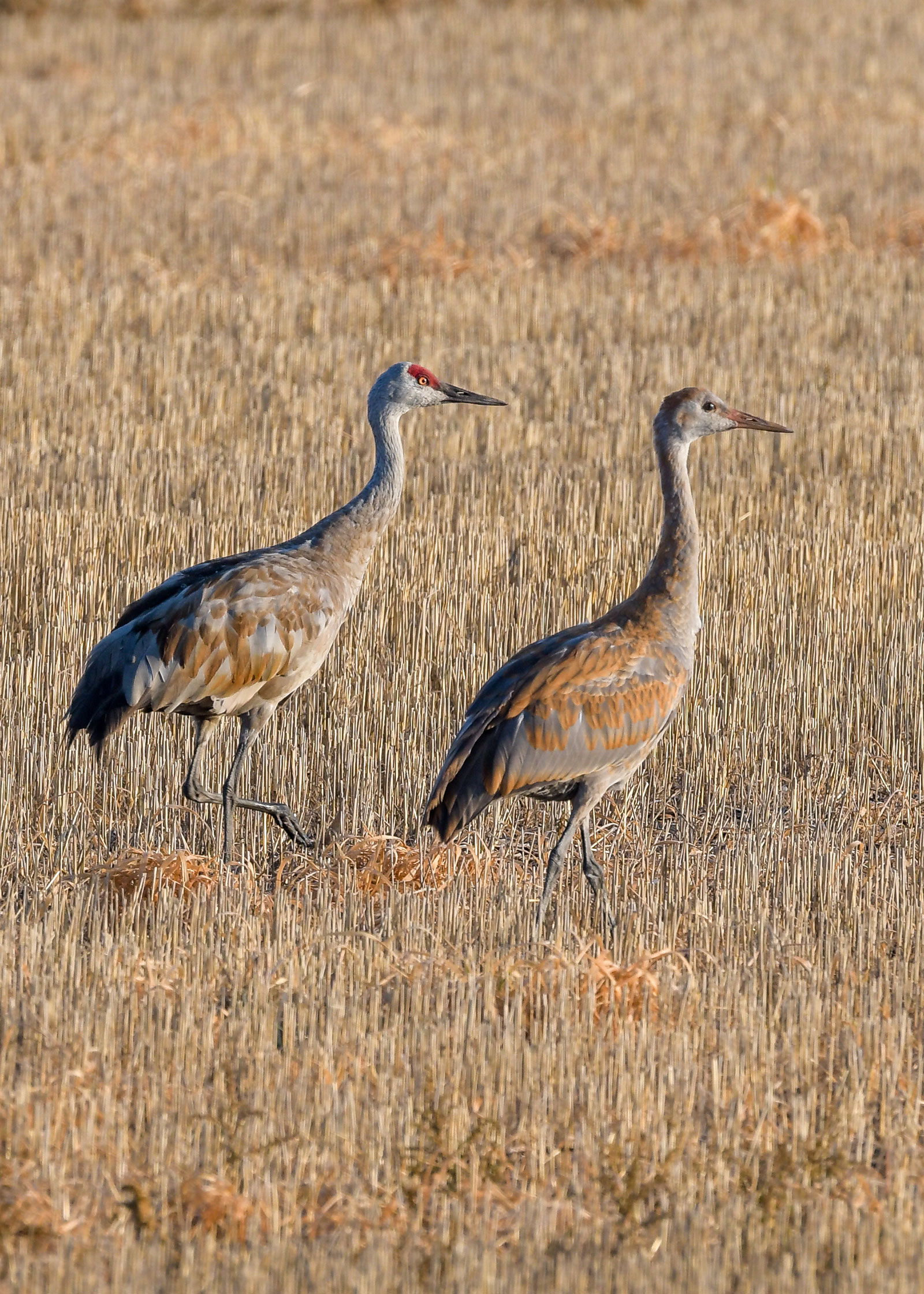 Young cranes