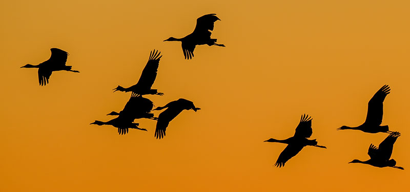 Cranes flying at sunset
