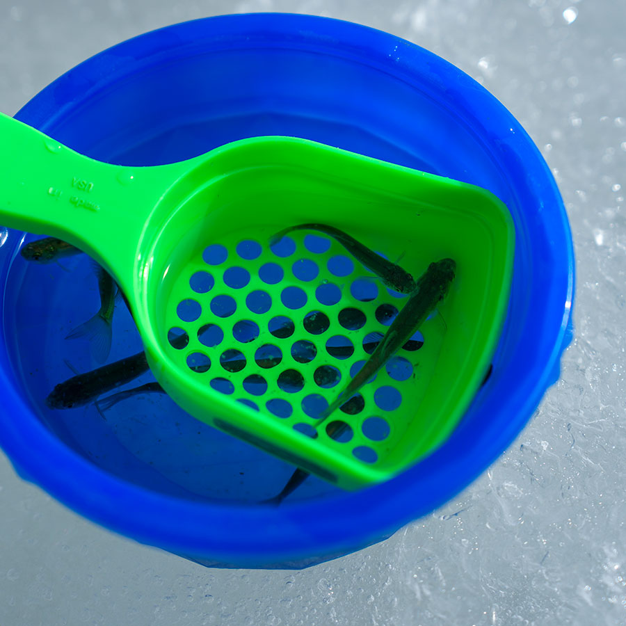 Fatheads in a scoop in a bucket of water