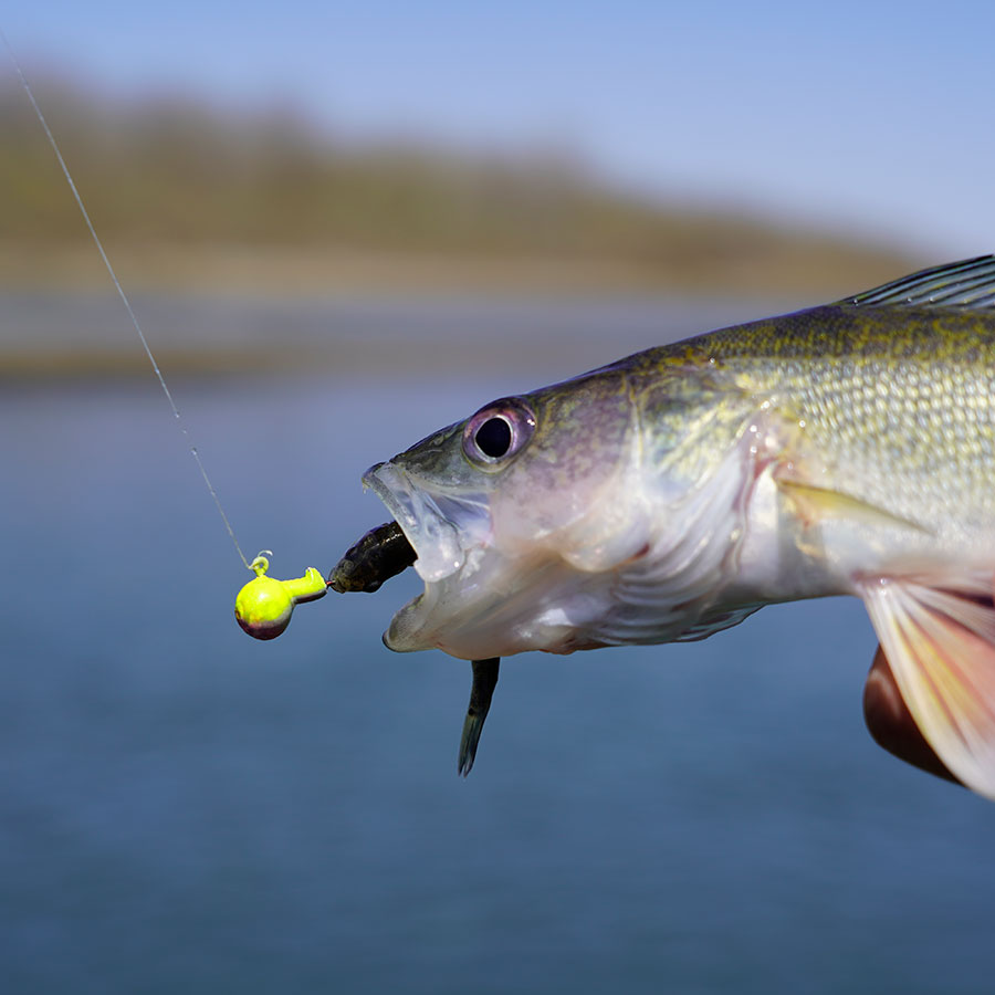 Walleye caught on hook baited with a fathead