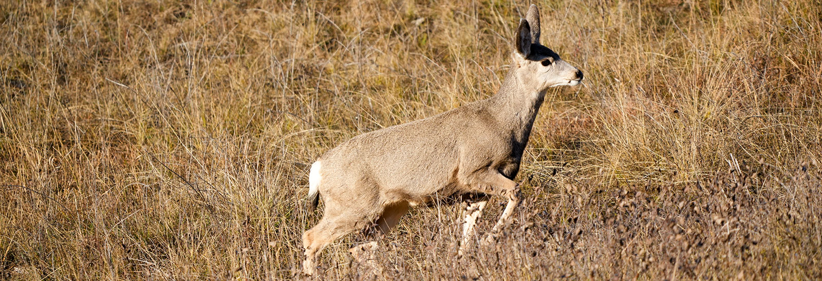 Doe walking in tall brown grass