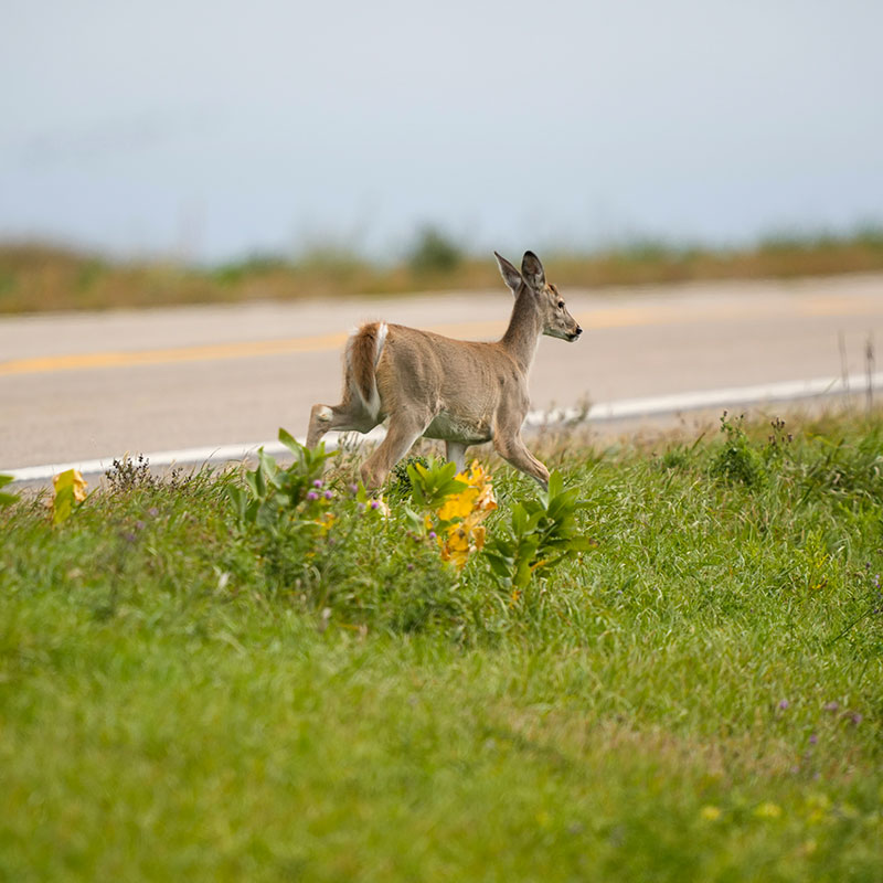Deer running alongside a road