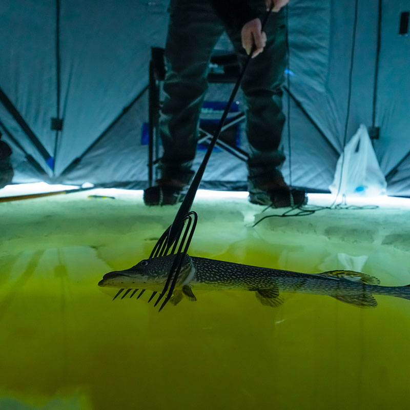 Speared northern pike