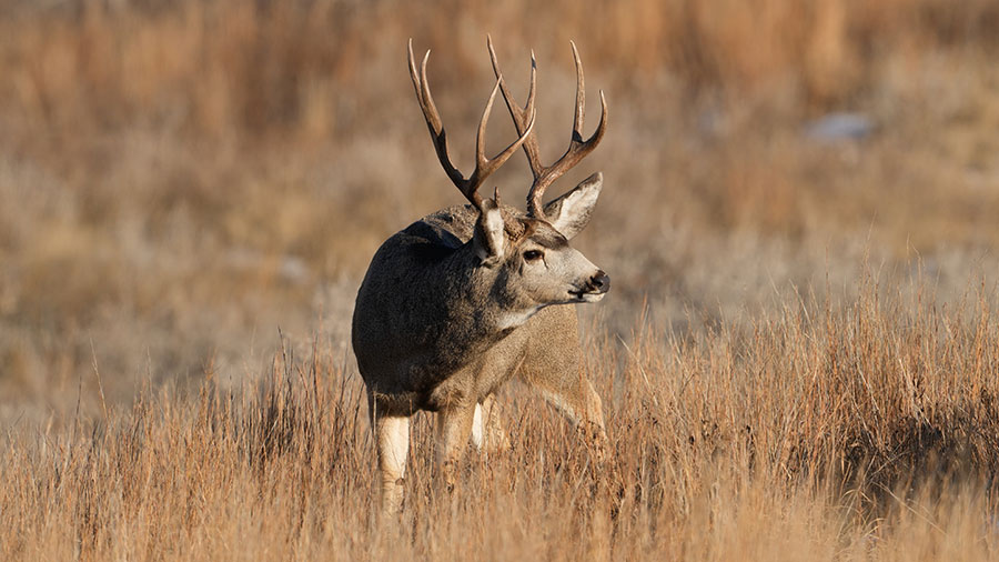 Mule deer buck