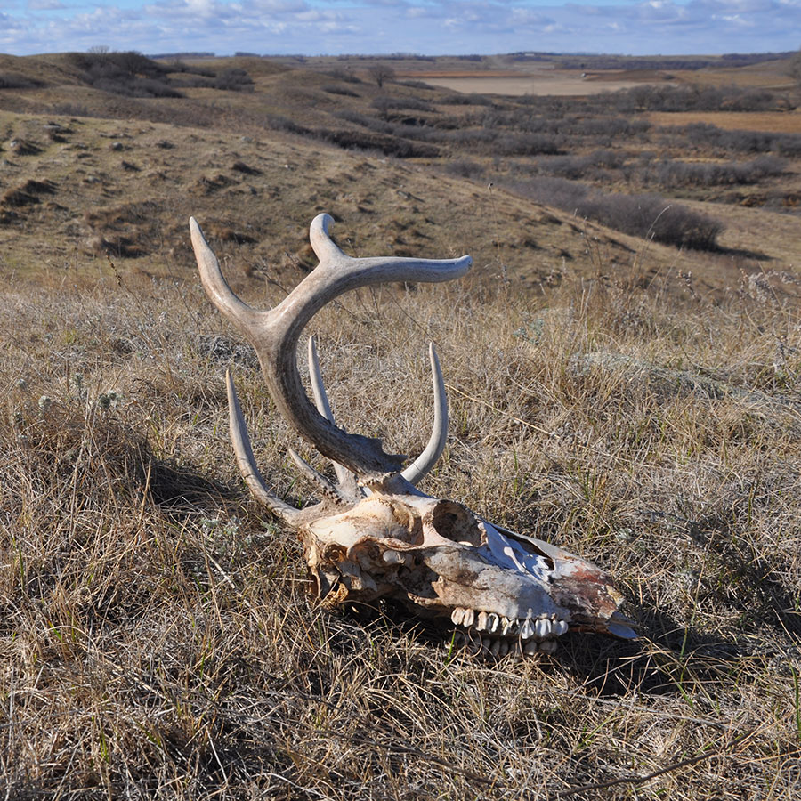 Deer skull and antlers in badlands