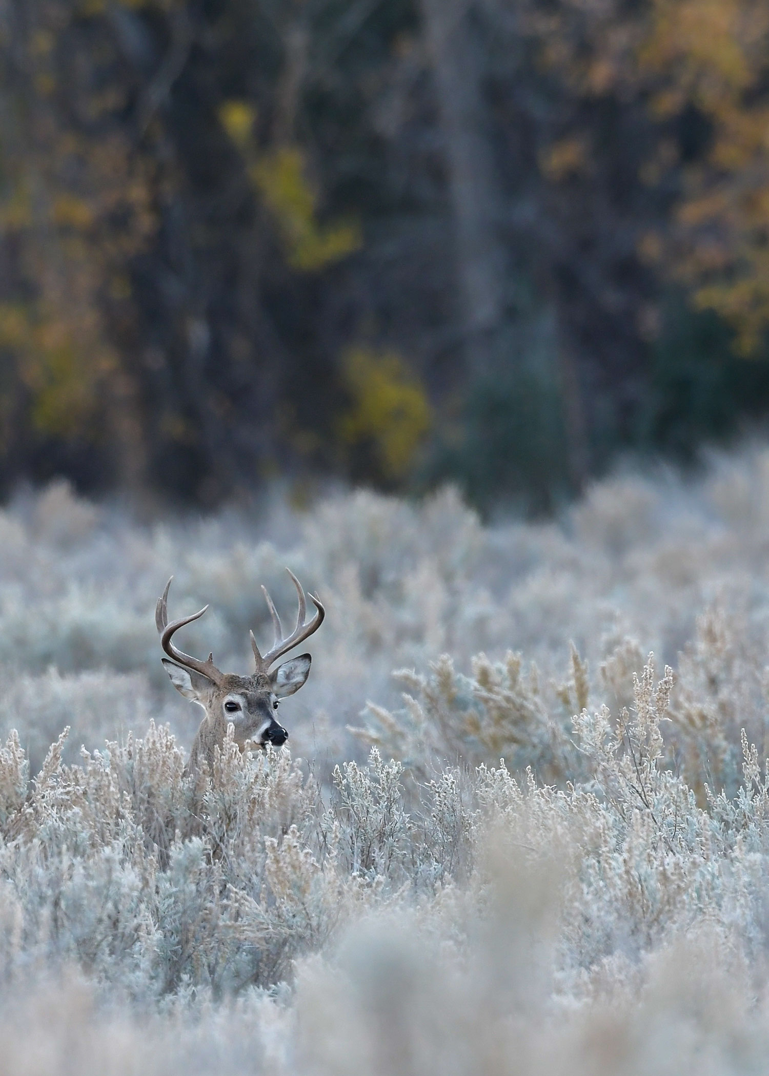 White-tailed buck in sagebrush