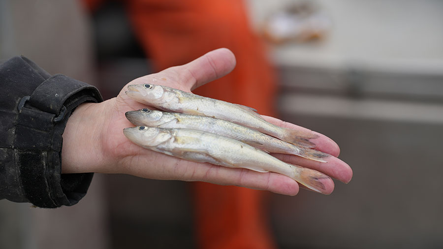 3 young-of-the-year walleye