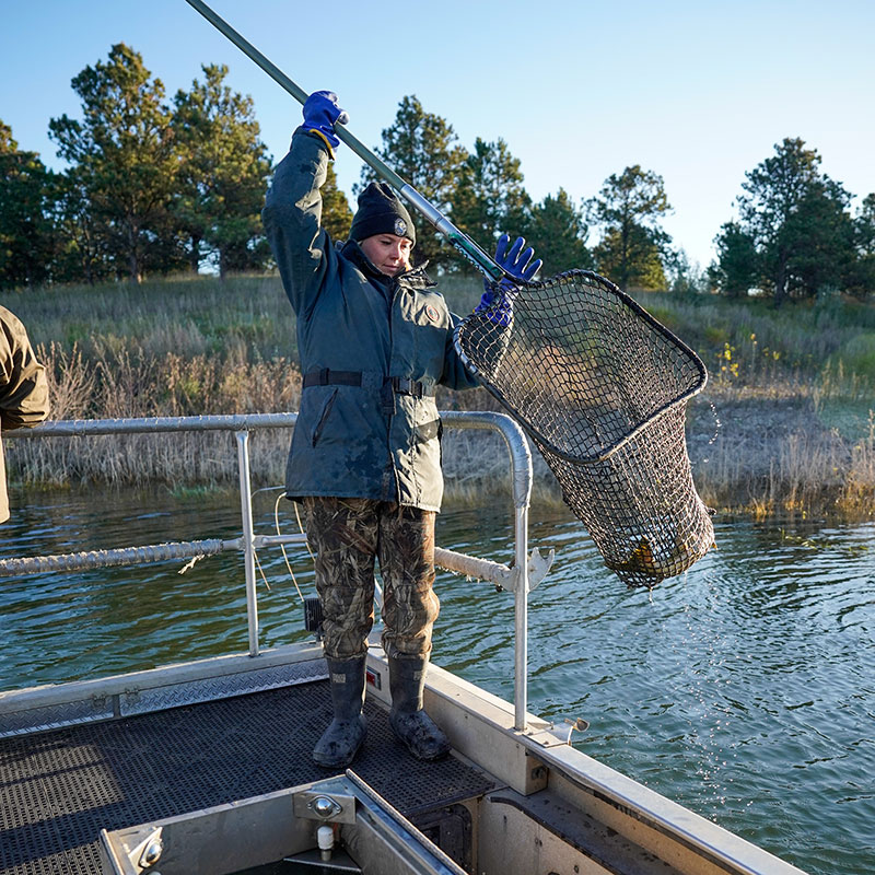 Biologist on boat moving salmon from water to boat in a net
