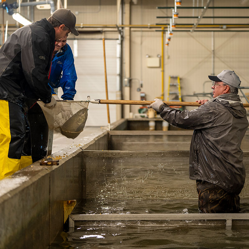 Biologists at fish hatchery moving salmon from tank to net