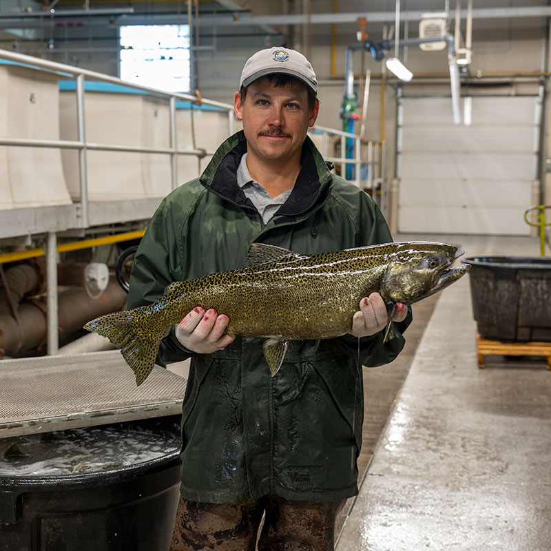 Biologist at fish hatchery holding salmon