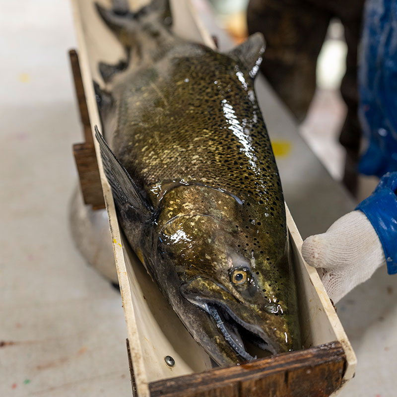 Salmon being measured