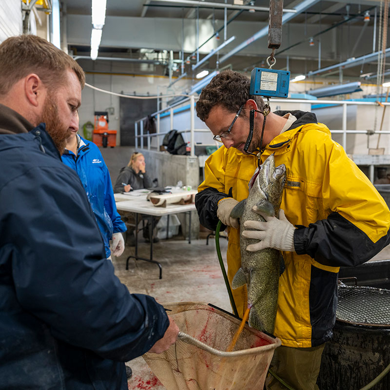 Biologist removing eggs from salmon