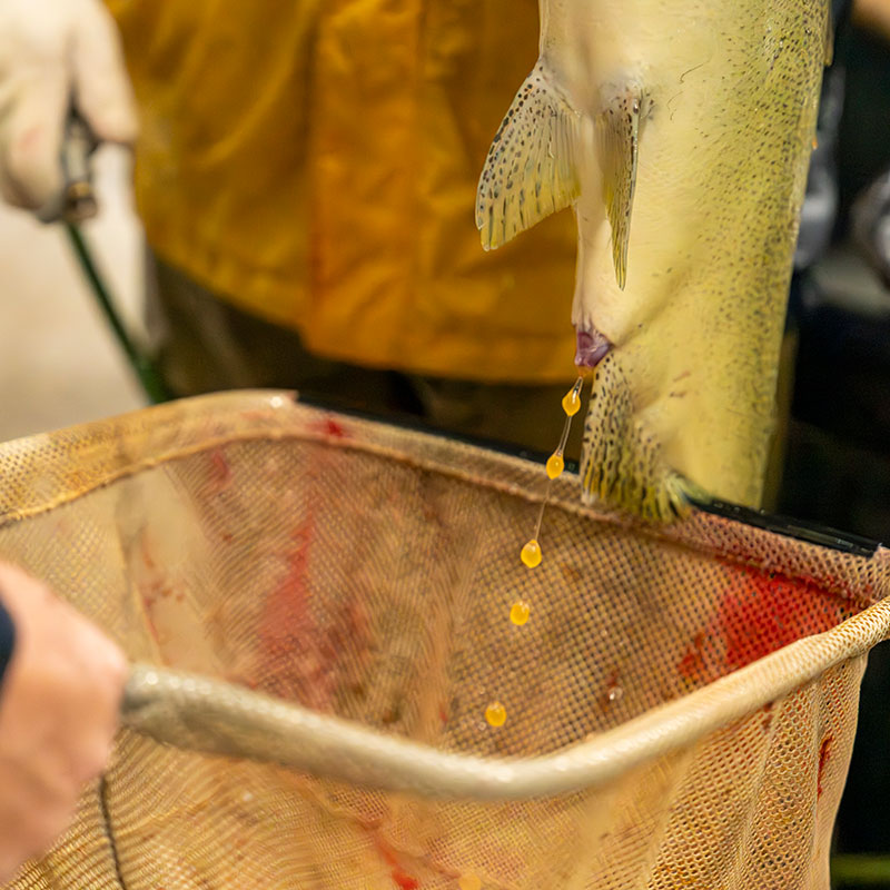 Eggs coming out of salmon