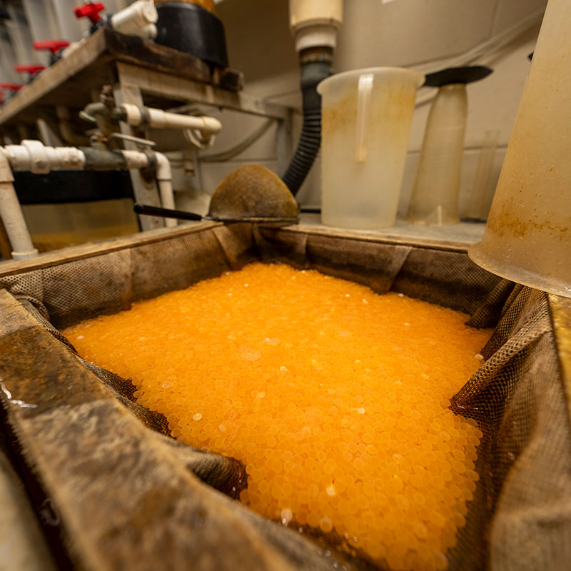 Conatiner of salmon eggs